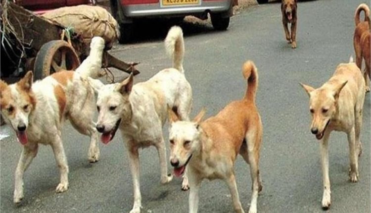 # Dogs, Delhi Residents Upset, Vasant Kunj, Saraswati Narmada Apartment, laborer bitten